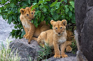 two brown cubs on stone near plant