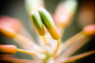 close up photo of green and orange flower bud HD wallpaper