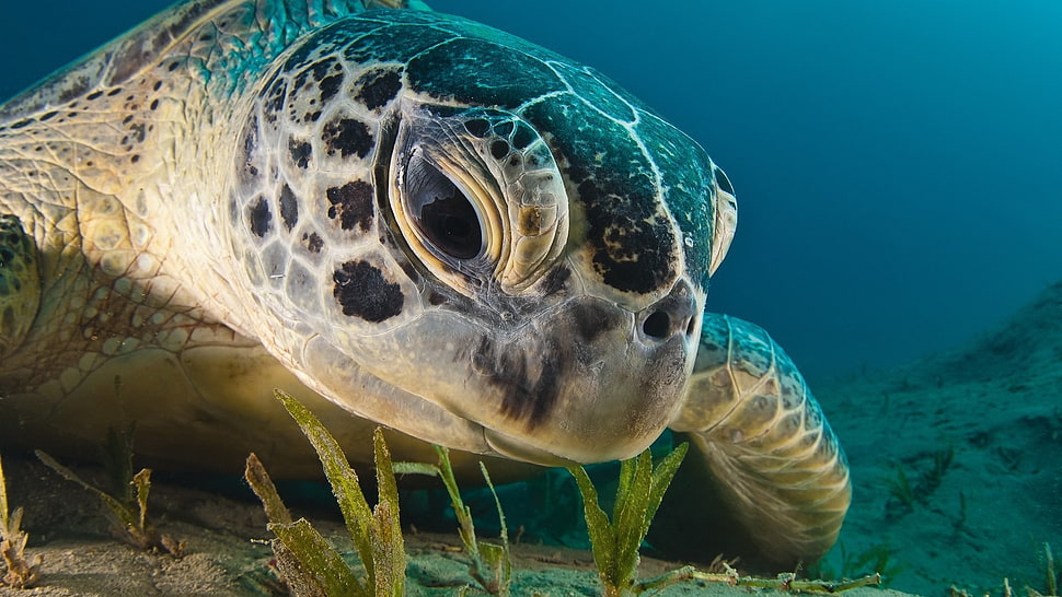 gray and green Turtle underwater photography HD wallpaper