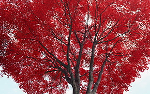 photography of tree with red leaves HD wallpaper