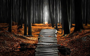 grey wooden pathway near trees