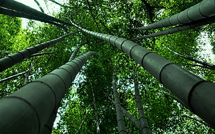 low angle photography of bamboo trees HD wallpaper