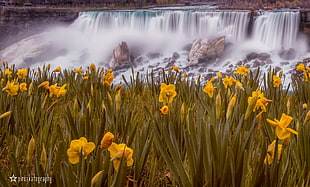 yellow petaled flowers in front of water falls artwor k