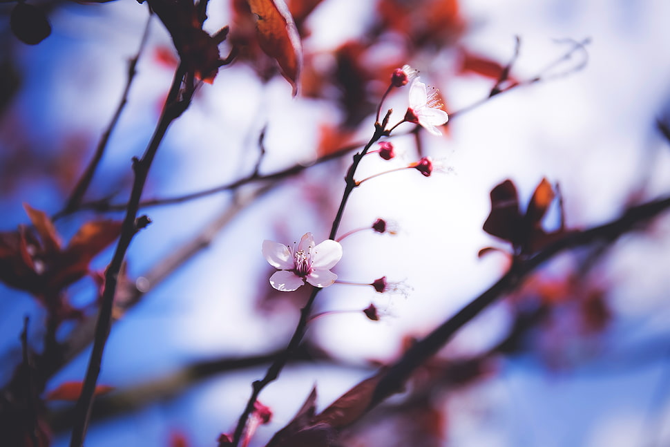 pink cherry blossom in close-up photography HD wallpaper