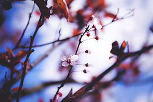 pink cherry blossom in close-up photography