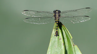 black and yellow dragonfly