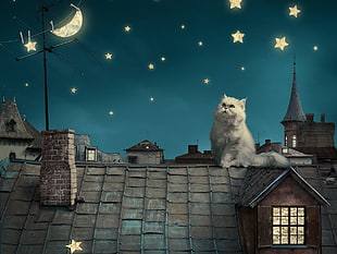 white Persian cat on roof during night illustration, night, cat, stars, Moon