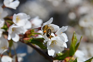 honey bee sips nectar in white flower