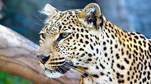 bokeh photo of cheetah during daytime