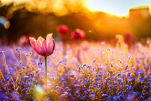 pink tulip flower, nature, field, flowers, blue flowers