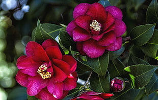 selective focus photograph of red Camellias