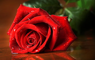 red rose flower, rose HD wallpaper