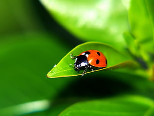 macro shift photography of 7-spotted ladybug on green leaf