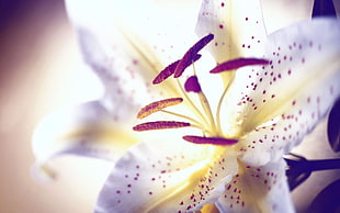 close up photography of white petaled flower