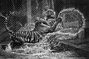 grayscale photography of two fighting tigers