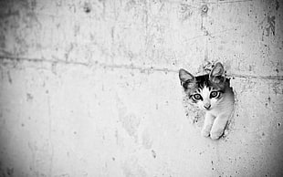 grayscale photo of kitten, cat, monochrome, animals, wall