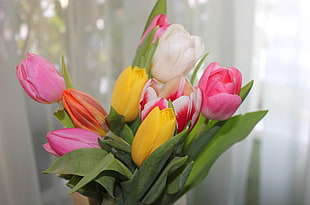 tulip flowers arrangement HD wallpaper