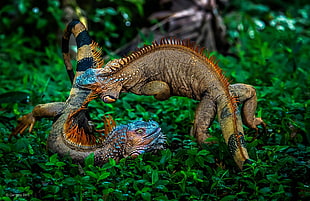 two multicolored geckos, nature, plants, animals, battle
