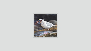 white bird, seagulls, birds HD wallpaper