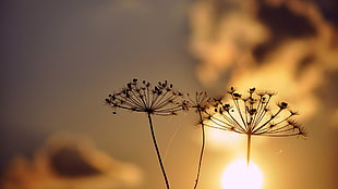 silhouette photography of dandelion, sunlight, silhouette, nature, plants HD wallpaper