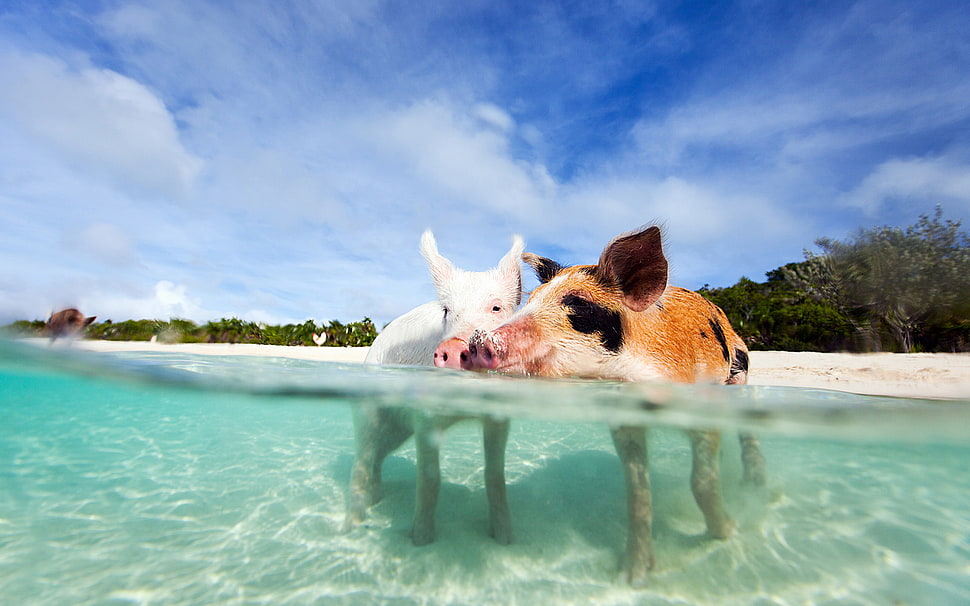 white and brown pigs on sea shore HD wallpaper