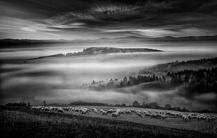 grayscale photo of group of sheep on grass, nature, landscape, monochrome, mist