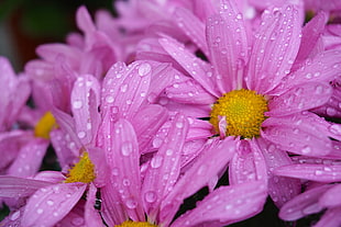 closeup photography pink petaled flower HD wallpaper