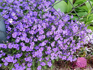 purple flower HD wallpaper