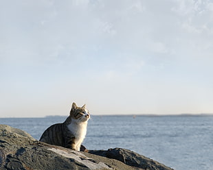 cat sitting on gray stone beside body of water