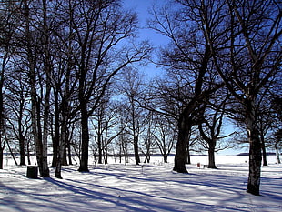 photo of snowy field