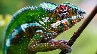 selective focus photography of green chameleon HD wallpaper