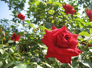 selective focus photo of red Rose flower