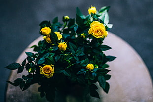 closeup photo of yellow roses