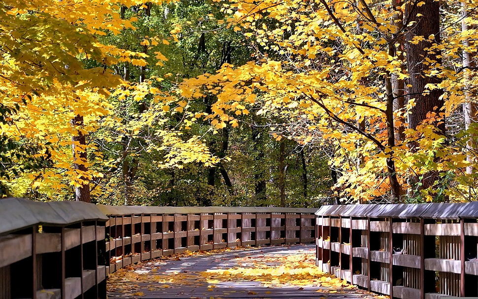 yellow leafed trees, nature, fall, leaves, trees HD wallpaper