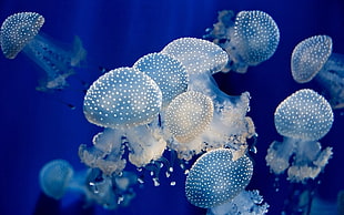 group of white jelly fishes, jellyfish, animals