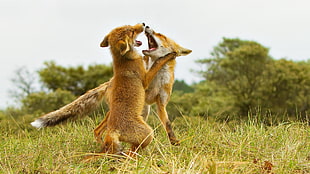 two short-coated brown dogs fighting on green grass, nature, forest, fox cubs 