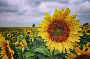 macro photography of sunflowers, ray HD wallpaper
