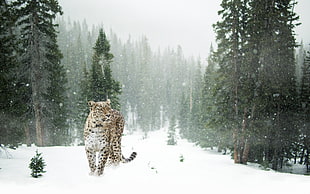 leopard on snow near trees during daytime HD wallpaper