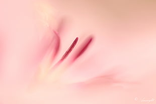 pink petaled-flower close-up photo