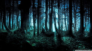 photography of dark forest