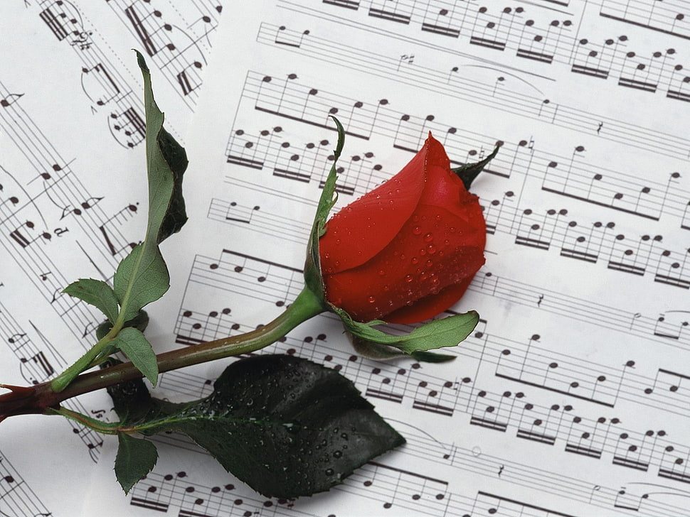 red and green petaled rose HD wallpaper