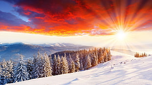 sun reflect the trees coated with snow, winter, snow, mountains, nature