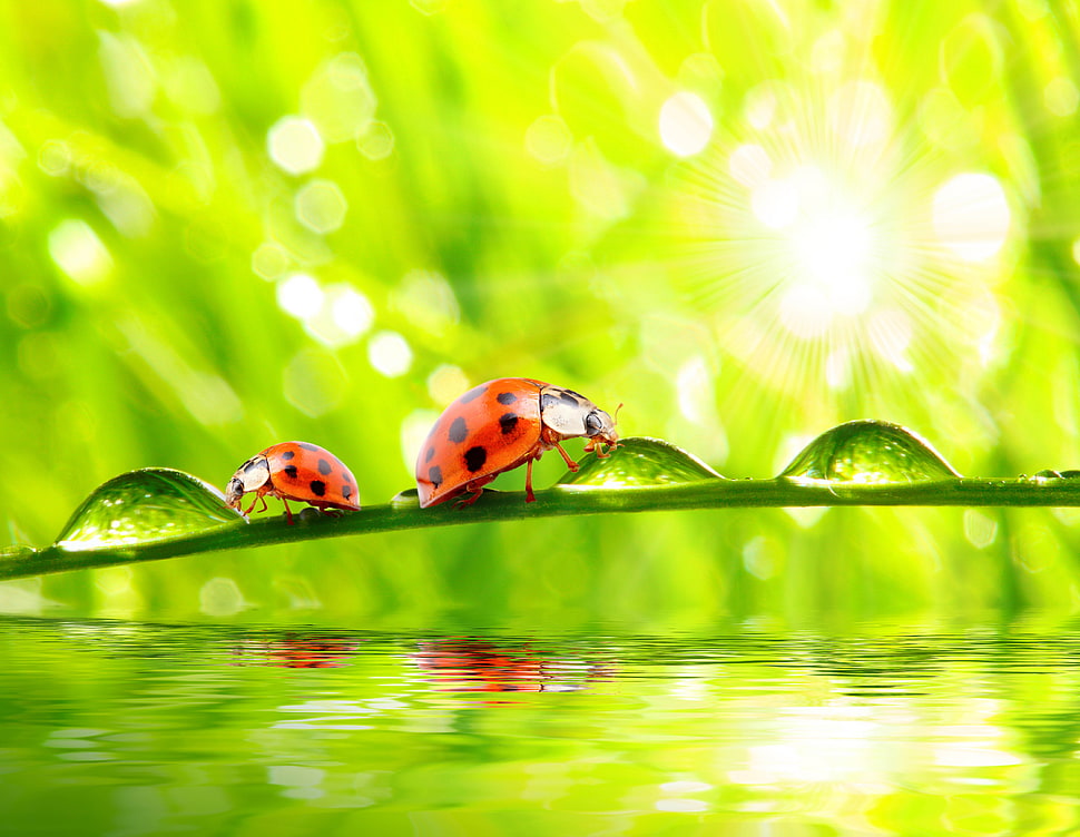 two red coccinillidaes on green leaf macro photo HD wallpaper