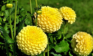 four yellow petaled flowers near each other