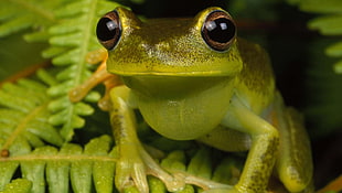 green and black frog, frog, amphibian, ferns HD wallpaper