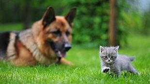 depth of filed photography of Silver tabby kitten on green grass near adult German Shepherd