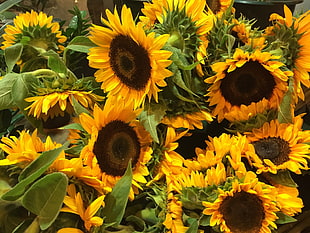 bunch of Sunflowers