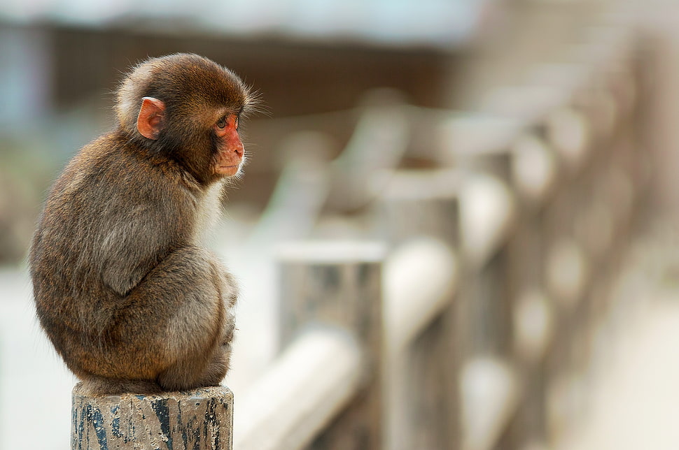 selective focus photo of monkey HD wallpaper