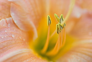 micro photography of yellow flower, lily