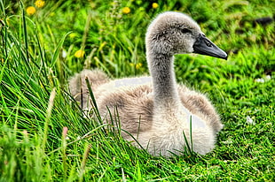 grey Duck on grass, cygnet